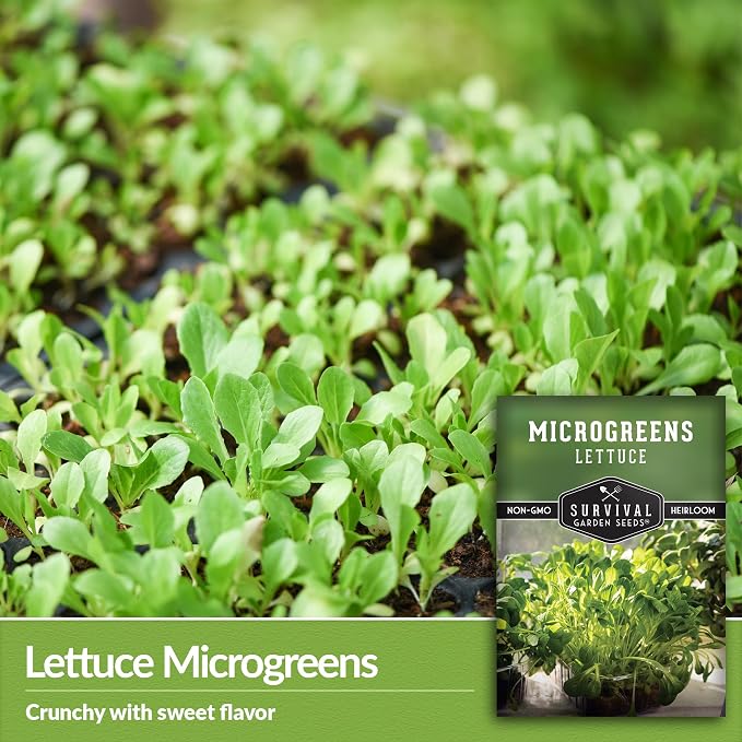 Lettuce Microgreen Seeds for Planting - Non-GMO Heirloom Lettuce Seeds to Grow Crisp, Tender Microgreens - Indoors or Hydroponic - Fast Germination, Mild Flavor - Survival Garden Seeds (5 Packs)