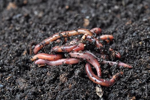 1/4 LB (~250) Red Wiggler Composting Worm Blend. Best Species for Composting, Gardens, Bins and Creating Worm Castings at Home.