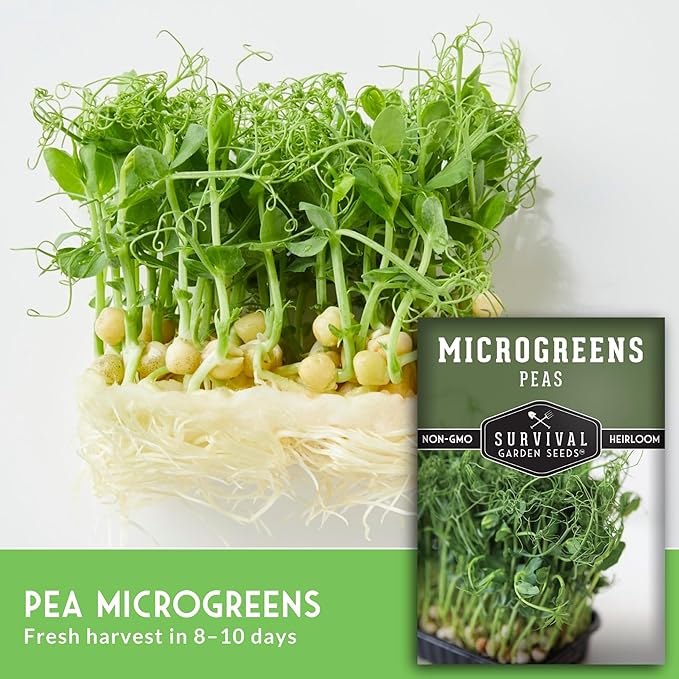 Pea Microgreens Seeds for Sprouting and Growing Indoors – Sweet, Tender Shoots for Windowsill or Countertop Gardens – Grow Your Own Mini Greens – Non-GMO Heirloom – Survival Garden Seeds (5 Pack)