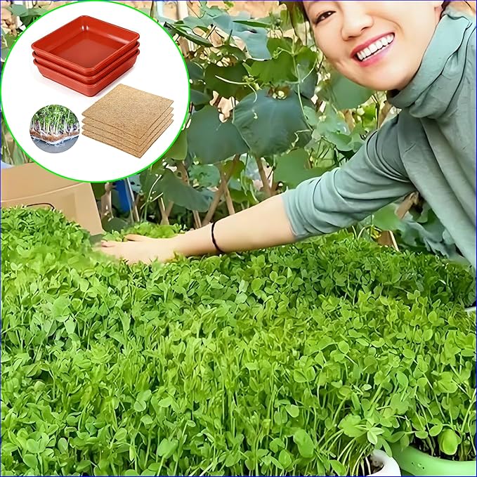 Microgreens Growing Trays Kit –3 Pack (12 x 12) in MicroGreen Grow Trays with 4 Hemp Fiber Grow Mats, 10 x 10 x 1.8 Inch Seed Starter Trays for Growing Microgreens, Indoor Gardening