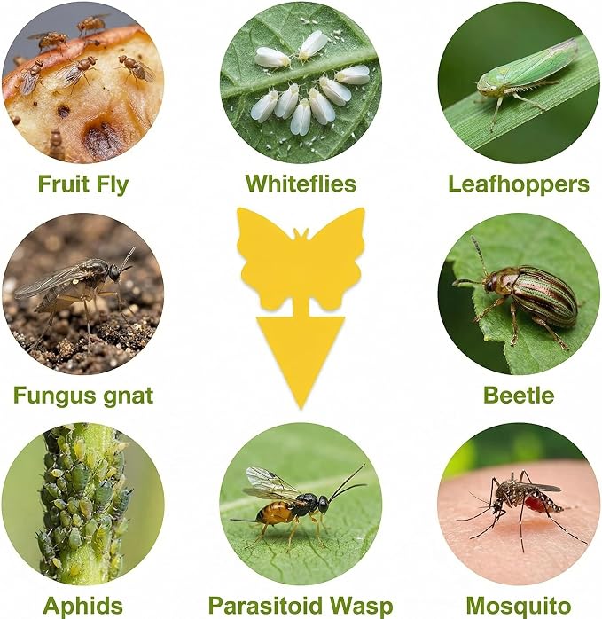 Yellow Fruit Fly Sticky Trap 136 Pack- Gnats Insect Traps for Indoor Outdoor, Double-Sided Sticky Insect Catchers Fungus, Fruit Flies, Whiteflies, Aphids, Leaf Miners