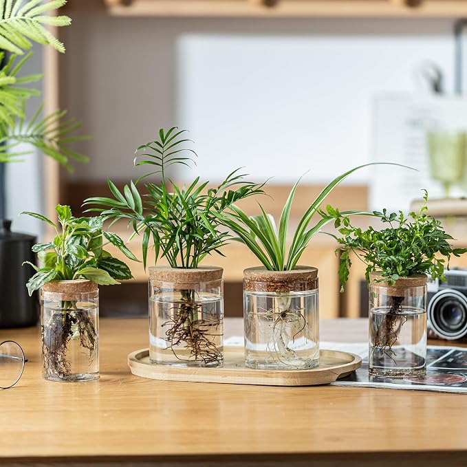 Plant Propagation Stations for Plants, 2 Size Glass Propagation Vases for Propagating Hydroponic Indoor Home Office Decor, Tabletop Glass Planter Gift for Plant Lovers (12)