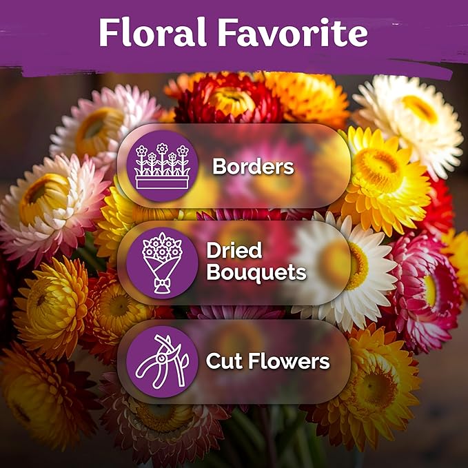 KVITER 1,500 Tall Mix Strawflower Seeds for Planting (Xerochrysum/Helichrysum Bracteatum) — Golden Everlasting Flower, Paper Daisy — Ideal, Heirloom Cut Flower Seeds to Plant Outside & Drying