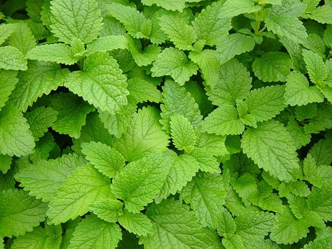 Seeds Lemon Balm Melissa Officinalis Non GMO Herbs for Planting 300 Seeds