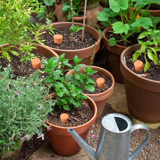 Ollas 8pcs 3.1 * 6inch Terracotta Plant Watering Globes Self Watering Planter Insert Olla Watering Terra Cotta Clay Irrigation Globes