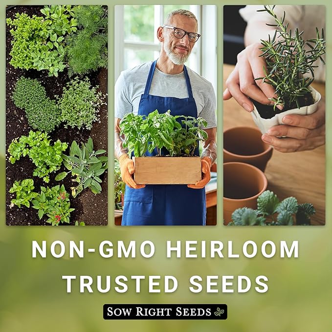 Sow Right Seeds - Flat Leaf Parsley Seed for Planting - Non-GMO Heirloom Packet with Instructions to Plant and Grow a Kitchen Herb Garden - Indoor or Outdoor - Great for Hydroponics Growing (3)