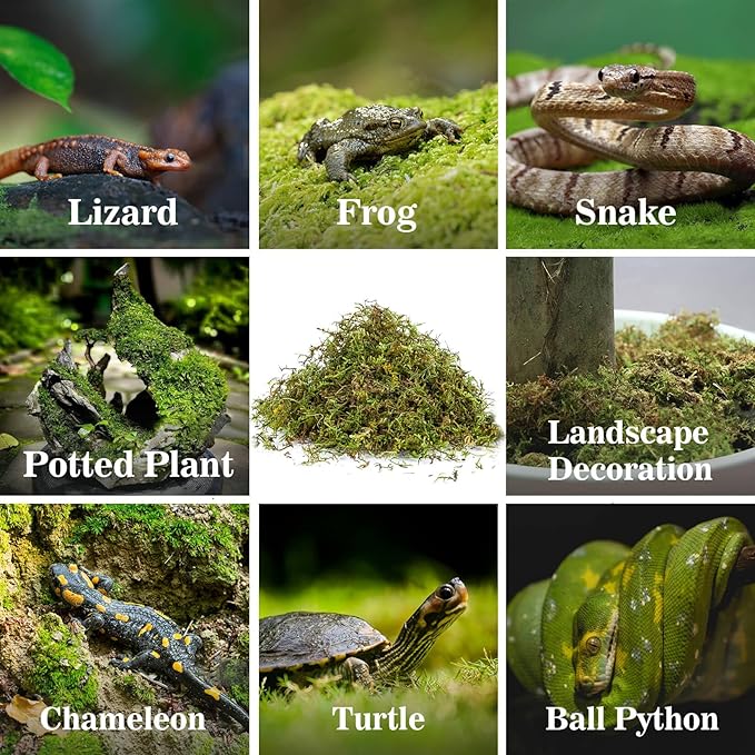 Sukh Sphagnum Moss for Reptiles - Terrarium Reptiles Moss Green Dried Peat Moss Habitat Bedding Moss for Snakes Turtle Frog Gecko and Other Reptiles Substrate (30, Ounces)