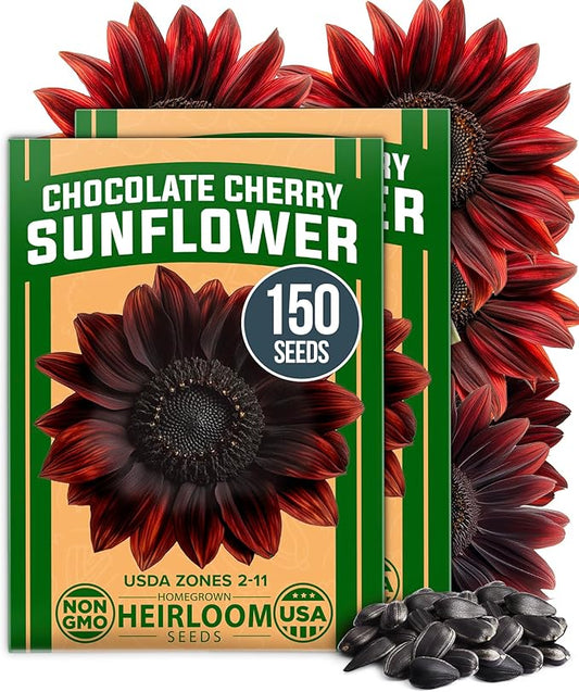 HOME GROWN Chocolate Cherry Sunflower Seeds – 150 Heirloom Non-GMO Seeds – Burgundy Sunflowers for Planting – Tall Garden Flowers that Attract Pollinators & Butterflies (Helianthus annuus)