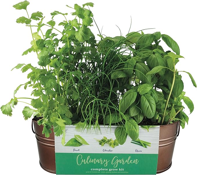 Buzzy Seeds Organic Windowsill Herb Kit - Metal Windowsill Planter - Complete Indoor Gardening Kit with Seeds, Coconut Husk Growing Medium & Genuine Pots - 100% Grow Guarantee