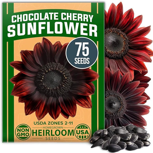 HOME GROWN Chocolate Cherry Sunflower Seeds 75 Heirloom Seeds for Planting Burgundy Sunflowers Tall Flower for Garden, Pollinators, Butterflies (Helianthus annuus)