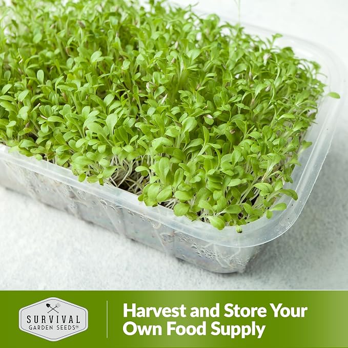 Lettuce Microgreen Seeds for Planting - Non-GMO Heirloom Lettuce Seeds to Grow Crisp, Tender Microgreens - Indoors or Hydroponic - Fast Germination, Mild Flavor - Survival Garden Seeds (3 Packs)