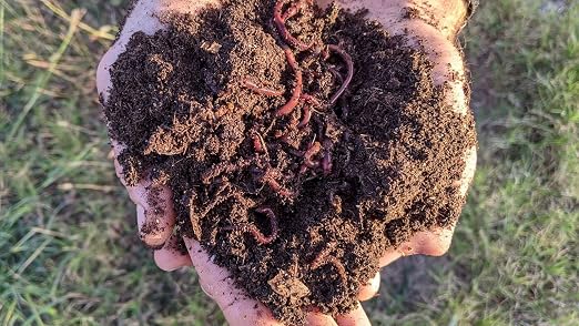 1/4 LB (~250) Red Wiggler Composting Worm Blend. Best Species for Composting, Gardens, Bins and Creating Worm Castings at Home.