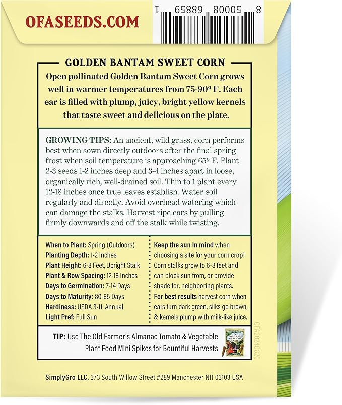 The Old Farmer's Almanac Heirloom Sweet Corn Seeds (Golden Bantam) - Approx 75 Seeds - Non-GMO, Open Pollinated, USA Origin