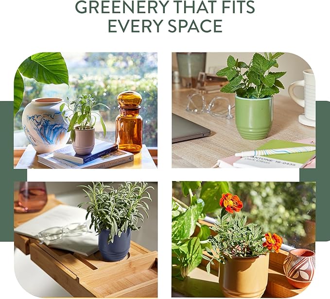 Modern Sprout - 2-in-1 Soy Candle & Planter - Golden Moments (Cali Lemon, Amber, Moss) 6 Oz Scented Candle with Sage Seeds - Dual Purpose Jar - 38-40 Hour Burn – Perfect Plant Lovers Gift