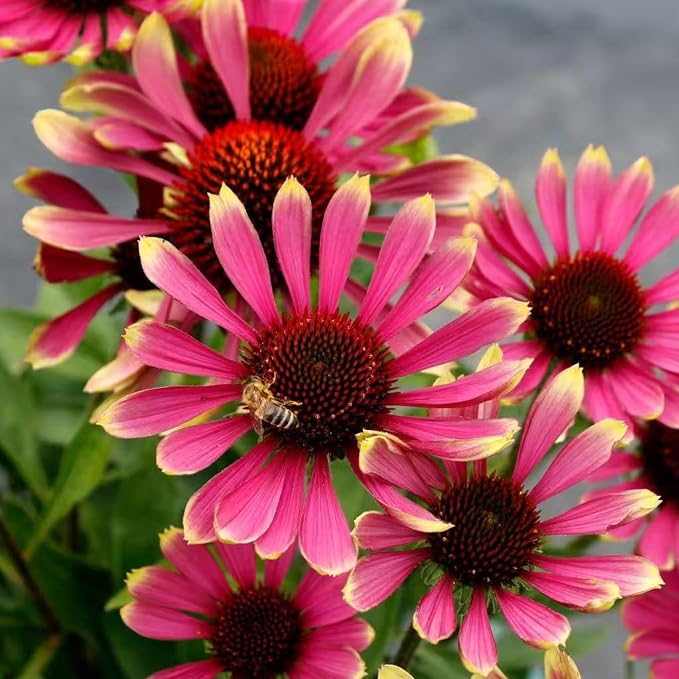 100 Pink Coneflower Seeds – Non-GMO Heirloom Echinacea for Pollinator-Friendly Perennial Gardens