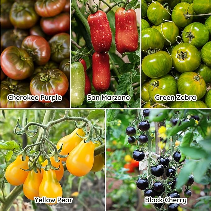 10 Heirloom Tomato Seeds - Open Pollinated Seeds for Planting Home Garden - Beefsteak, Roma, San Marzano, Cherokee Purple, Cherry Tomato & More