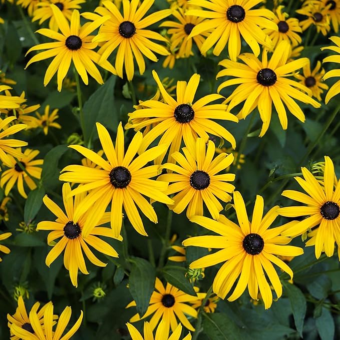 Groundio Black Eyed Susan Seeds, 7500+ Perennial Flower Seed to Plant Indoor & Outdoor, Attract Pollinators | Non-GMO | Heirloom Wildflowers Seeds, USDA Zone 3-9 (Rudbeckia Hirta)