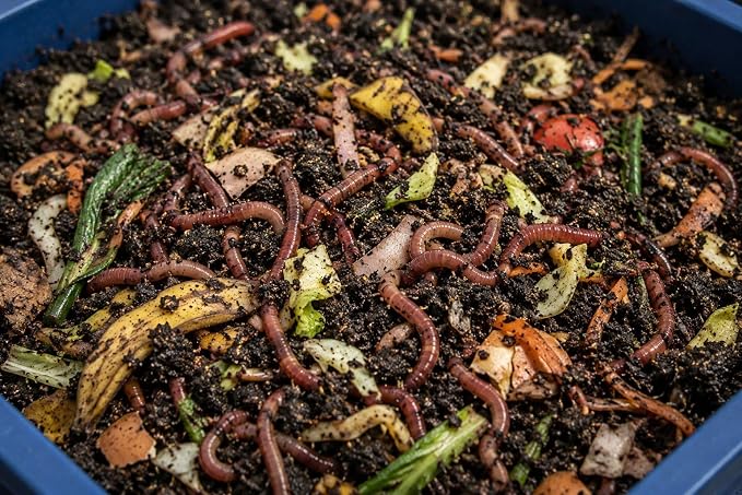 Original Vermihut ® Plus 5 – Tray Worm Composter -Sustainable Design for Both Indoor & Outdoor, Worm Compost Bin for Vermicomposting Starter, Recycling Food Wastes to Save Our Planet-Terracotta