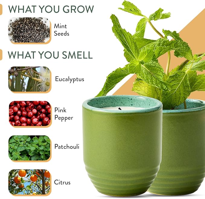 Modern Sprout - 2-in-1 Soy Candle & Planter - in The Weeds (Eucalyptus, Pink Pepper, Patchouli, Citrus) 6 Oz Scented Candle w/Mint Seeds - Ceramic Vessel Dual Purpose Jar - 38-40 Hour Burn