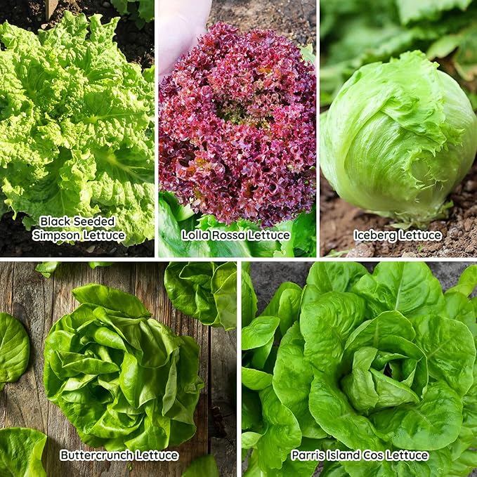 Heirloom Lettuce Seeds - 5 Varieties Lettuce Seeds for Planting - Black Seeded Simpson, Iceberg, Buttercrunch, Parris Island Cos & Lolla Rossa Lettuce - Home Garden & Hydroponic Seeds