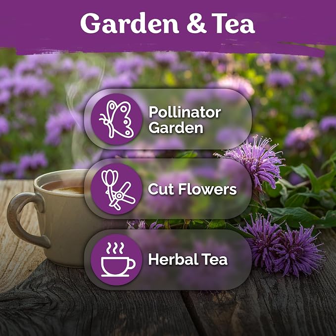 KVITER 1,000 Wild Bergamot Seeds for Planting (Monarda fistulosa) – Bee Balm Native Wildflower, Pollinator Magnet, Non GMO – Perennial Flower Seeds to Plant Outside in Flower/Herb Garden
