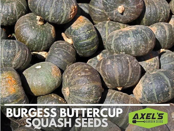 Winter Squash Seeds for Planting – Plant & Grow Burgess Buttercup Squash – Instructions to Plant Non GMO Heirloom Home Outdoor Vegetable Garden – Great Gardening Gift, 1 Packet