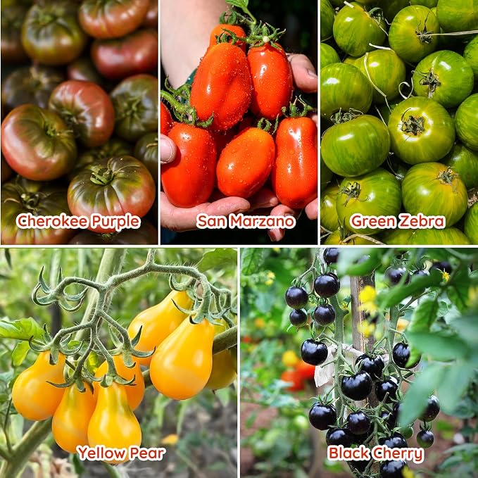 10 Heirloom Tomato Seed Varieties Packet - Open Pollinated Seeds for Planting Home Garden - Beefsteak, Roma, San Marzano, Cherokee Purple, Cherry Tomato & More