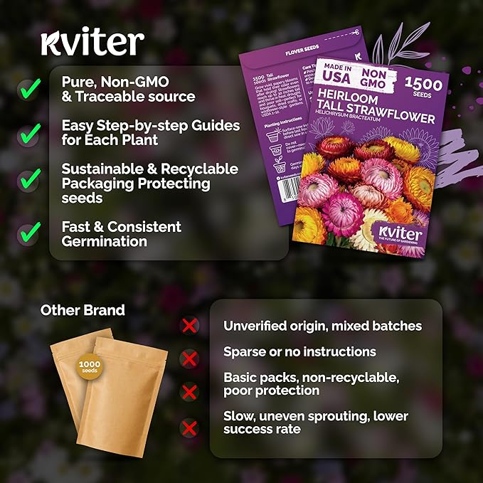 KVITER 1,500 Tall Mix Strawflower Seeds for Planting (Xerochrysum/Helichrysum Bracteatum) — Golden Everlasting Flower, Paper Daisy — Ideal, Heirloom Cut Flower Seeds to Plant Outside & Drying