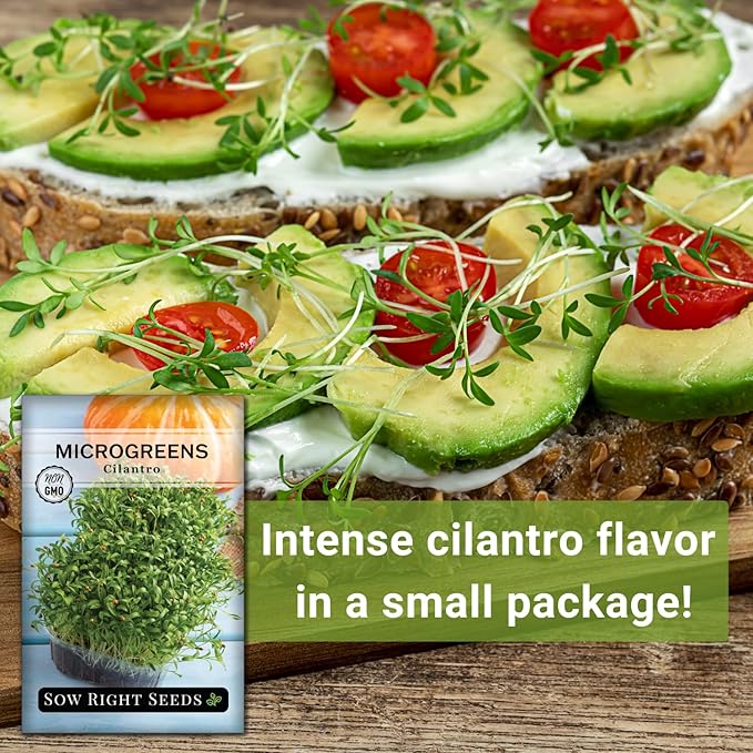 Sow Right Seeds - Cilantro Microgreen Seed for Growing - Instructions to Quickly Grow Your Own Delicious and Healthy Microgreens - Plant Indoors with no Special Equipment - Minimum of 15g per Packet