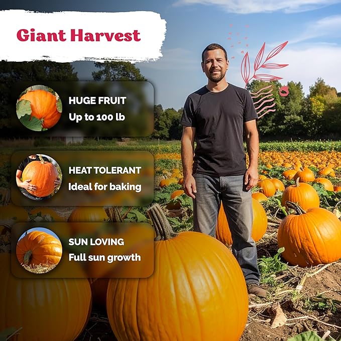 KVITER 25 Big Max Pumpkin Seeds for Planting (Cucurbita Pepo) – Giant Heirloom & Pumpkin Seeds, Up to 100 lbs – Ideal Vegetable Seed Packets for Home Outdoor Garden