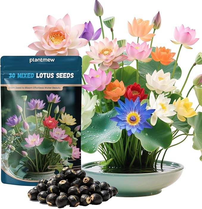 Lotus Seeds for Planting in Water – 30 PCS Mixed Bowl Lotus Seeds, Water Lily & Water Plants for Ponds, Live Pond Plants for Outdoor Ponds, Floating Pond Plants – Indoor Bonsai, Garden, Koi Pond