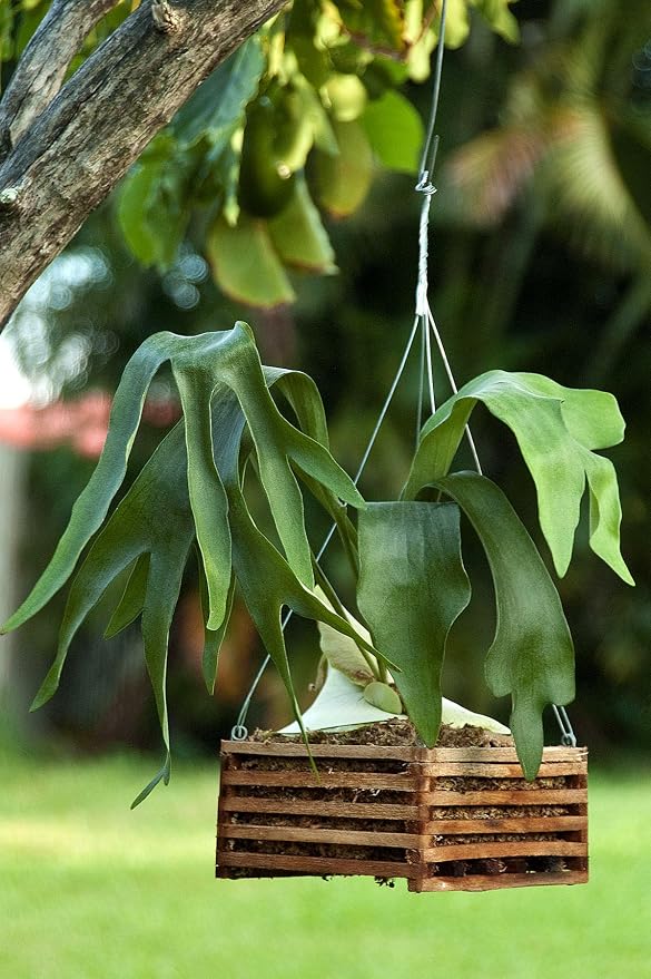 Better-GRO Cedar Slat Vanda Basket - 6 inch Square