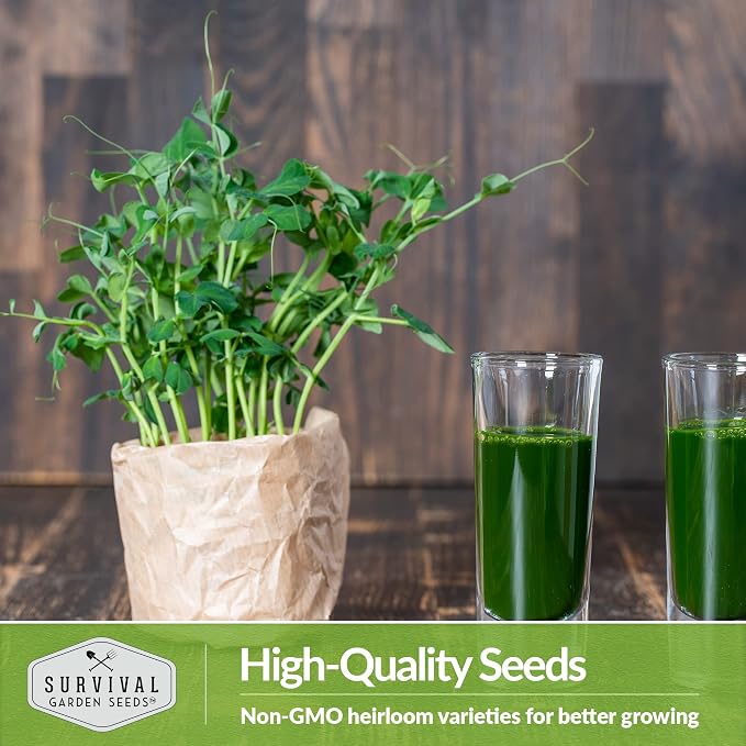 Pea Microgreens Seeds for Sprouting and Growing Indoors – Sweet, Tender Shoots for Windowsill or Countertop Gardens – Grow Your Own Mini Greens – Non-GMO Heirloom – Survival Garden Seeds (1 Pack)
