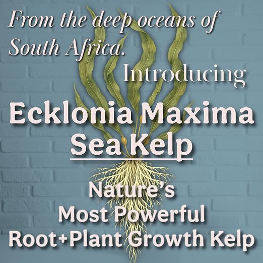 Organic Liquid Kelp & Seaweed Extract Prop Drop (Ecklonia Maxima) – Root + Plant Growth Hormone & Root Plant Food for Water Propagation, Hydroponics & Soil – 12oz 85 Gallons