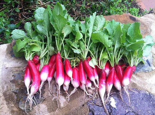 1200 French Breakfast Radish Seeds for Planting 14 Grams of Seeds Organic Heirloom Non GMO Garden Vegetable Bulk Survival