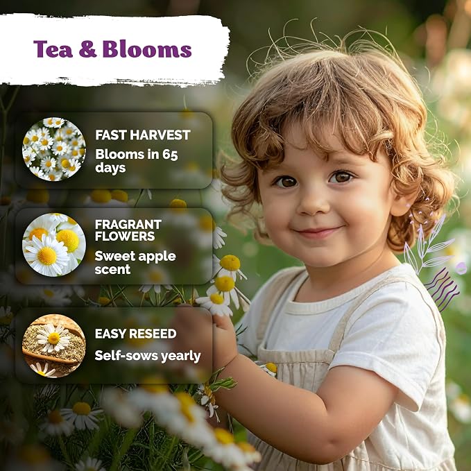 KVITER 2,500 German Chamomile Seeds for Planting (Matricaria Chamomilla/Recutita) – Heirloom & Non-GMO Medicinal Herb Seeds, Flowers for Remedies & Chamomile Tea – Indoors/Outdoors Herb Garden