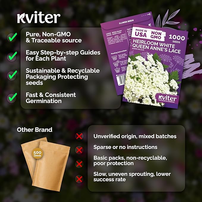 KVITER 1000 White Queen Anne's Lace Seeds (Ammi Majus) – Bishop Flower, Heirloom, Non GMO & Wildflower, False Queen Annes Lace – Pollinator-Friendly Flower Seeds to Plant Outside in Any Garden