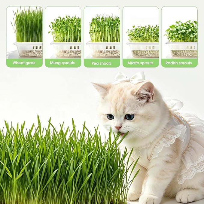 3 Pack Hard Acrylic Microgreens Growing Trays, Visual Soilless Sprouting Kit with Silicone Mats & Spray Bottle, Seed Germination Tray for Wheatgrass, Cat Grass & Vegetables