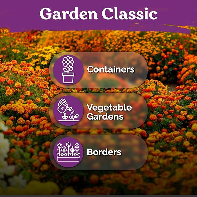 KVITER 500 French Marigold Seeds, Sparky Mix (Tagetes patula) — Marigold Flowers, Heirloom & Non GMO, Vibrant Yellow & Orange Blooms — Flower Seeds to Plant Outside, Borders, Beds, Container