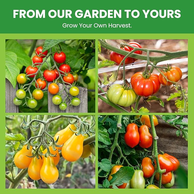 10 Pack Tomato Seeds Variety Pack -5000+ Garden Tomato Seeds for Planting Outdoors & Indoor Home Gardening Gift, Roma, Chreey Tomatoes & More