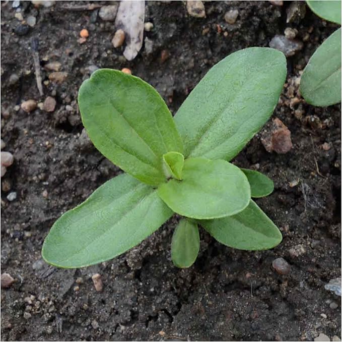 Seed Needs Zinnia Seeds 15+ Varieties Specialty Crazy Blend | 1,000+ Seeds Zinnia Elegans Open Pollinated | Includes California Giants, Candystripe & State Fair Species | Bulk