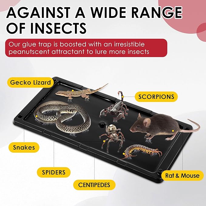 Qualirey 36 Pack Rat Glue Traps 10x5 Inch, Pre-Baited Heavy Duty Mouse Sticky Traps for Mice Snakes Roaches, Large Adhesive Glue Boards with Peanut Scent, No Touch Disposal, Indoor Outdoor (Black)