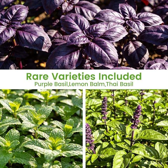 Herb Seeds 15-Pack – 4,500+ Heirloom Seeds for Planting – Indoor & Outdoor Herb Garden Kit with Basil, Cilantro, Rosemary, Thyme, Dill, Sage – Medicinal & Culinary Herb Seeds Variety Pack
