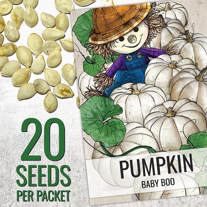 Seed Needs Pumpkin Seeds for Planting a Collection of Mini Pumpkins - Non-GMO Heirloom & Untreated Pumpkin Seed to Plant an Outdoor Pumpkin Patch - Baby Boo & Jack Be Little