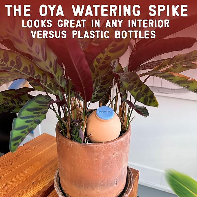 Growoya Watering Spike for Indoor Plants |16oz self Watering Terracotta Pot | Slow Release Plant Watering Device for Pots 8 Inches or Larger (One Size, 2, Count)