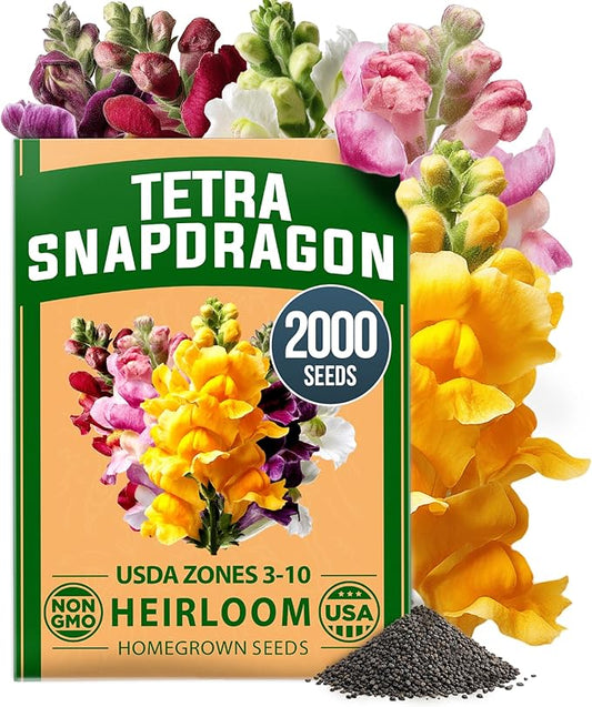 HOME GROWN Snapdragon Seeds Tetra (0.3g) – 2000 Tall Flower Seeds to Plant Outside - Vibrant Perennial Snapdragons Mixed Colors - Cut Flower Seeds for Gardens, Borders, Bouquets (Antirrhinum majus)
