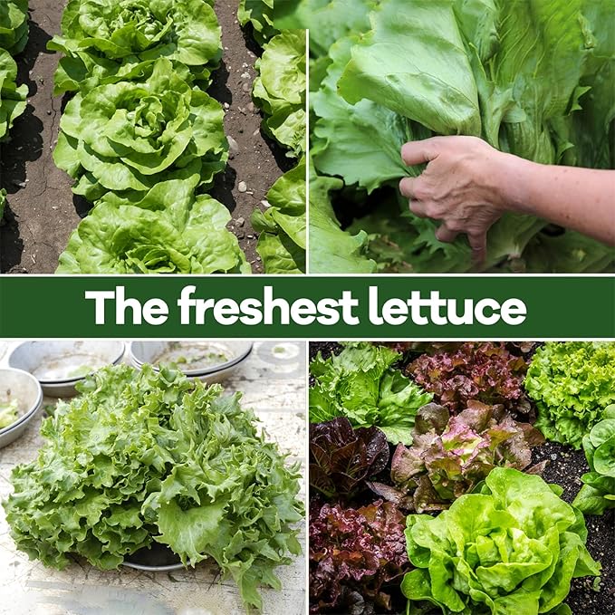 LUOJIBIE Lettuce Seeds for Planting Outdoors, Vegetable Garden Seeds, 8 Varieties Non-GMO Heirloom Lettuce Seeds (Romaine, Red Leaf, Italian, Batavian, and More) for Fresh Salad Greens (Large Pack)