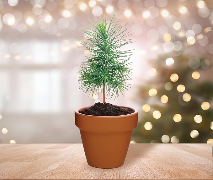 BUZZY Seeds Spruce Tree Grow Kit, Bulk 20-Pack - Mini Terracotta Pot Grow Set - Complete Indoor/Outdoor Gardening Kit with Seeds, Coconut Husk Growing Medium & Genuine Pots - 100% Grow Guarantee