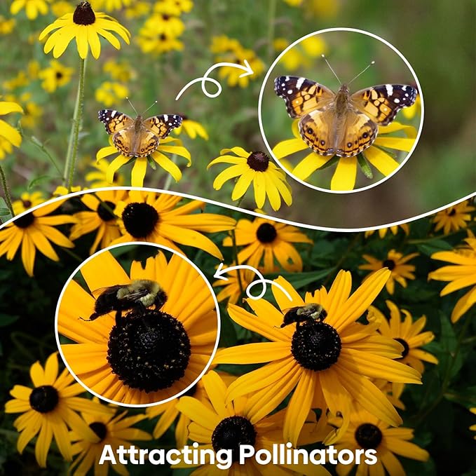 Groundio Black Eyed Susan Seeds, 7500+ Perennial Flower Seed to Plant Indoor & Outdoor, Attract Pollinators | Non-GMO | Heirloom Wildflowers Seeds, USDA Zone 3-9 (Rudbeckia Hirta)