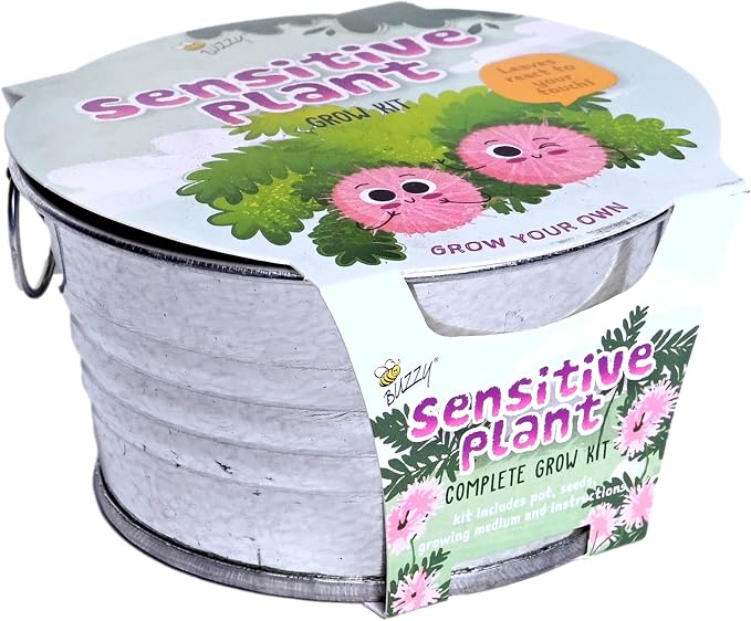 Buzzy Seeds Sensitive Plant Grow Kit - Basin Ceramic Planter - Complete Indoor Gardening Kit with Seeds, Coconut Husk Growing Medium & Genuine Pots - 100% Grow Guarantee